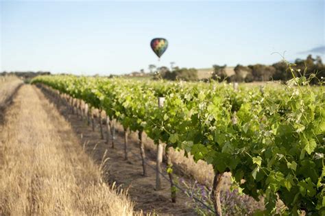 11 FUN Things to Do in Barossa Valley (Not Only Wineries)