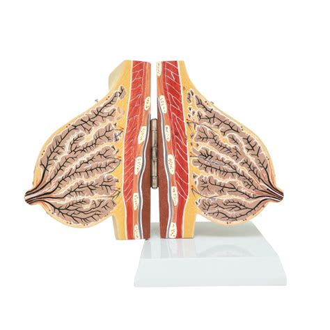 Anatomy Of The Mammary Gland