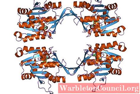 Transferases: processes, functions, nomenclature and subclasses ...