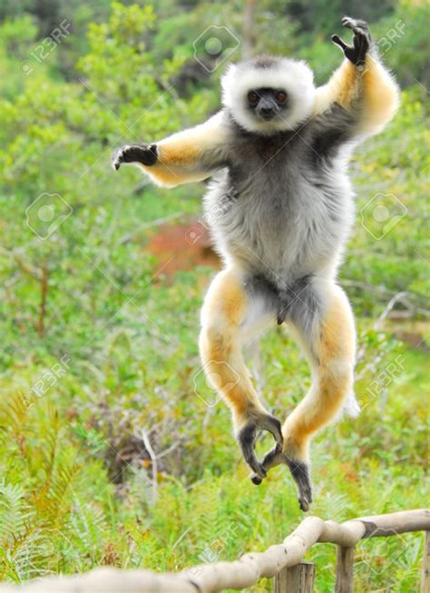 Sifaka Lemur -Madagascar Explorers Projects, Animals Beautiful, Cute ...