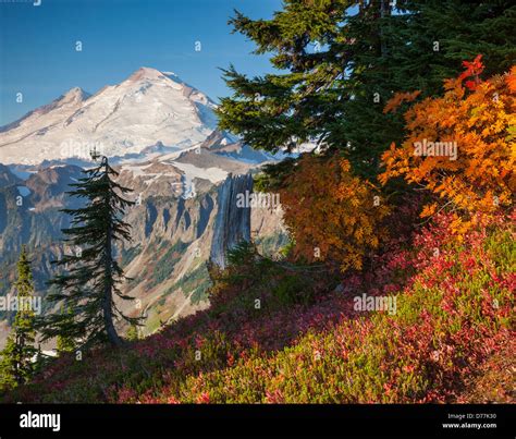 Mount Baker-Snoqualmie National Forest, WA: Mount Baker from Artists ...