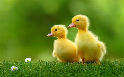 Ducklings - Animals Wallpaper (37277449) - Fanpop