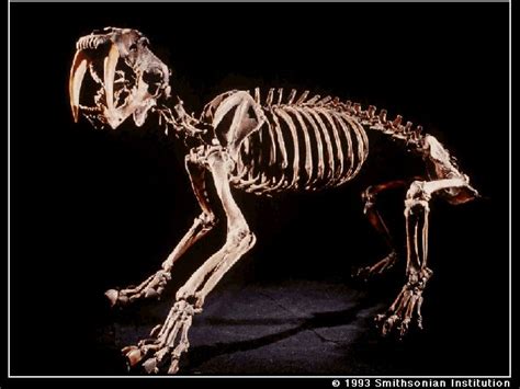 Skeleton of a Saber-tooth tiger Sabertooth Tiger, Smilodon, Tiger ...