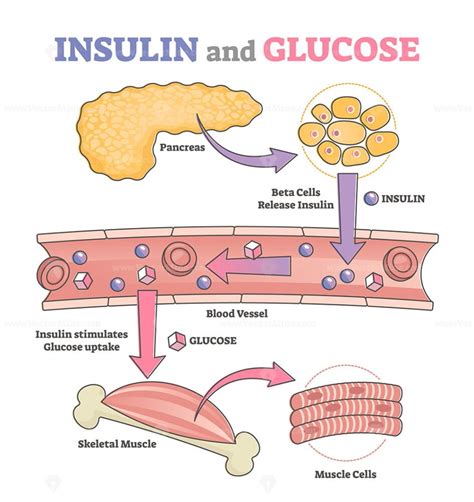 Insulin and glucose release regulation educational scheme outline ...