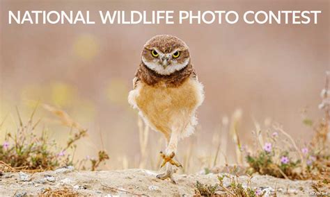 Photo Contest | National Wildlife Federation