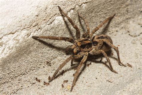 Are Wolf Spiders Poisonous - Western Pest Services