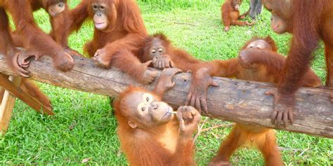 Saving Orangutan Habitat: An Interview With Michelle Desilets