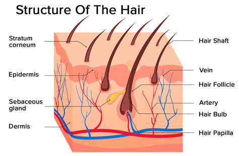 Human Hair Structure Diagram