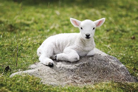 Baby Sheep Wallpapers - Wallpaper Cave