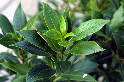 File:Bay tree leaves.jpeg - Wikimedia Commons