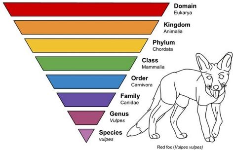 Taxonomy - Definition, Classification & Example | Biology Dictionary