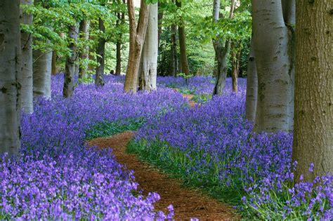 A path through the bluebell wood at Coton Manor, Northamptonshire ...