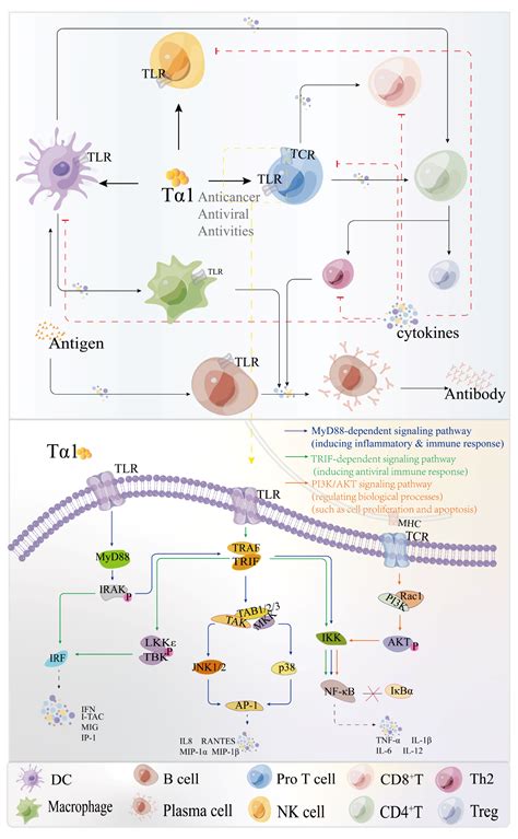 Molecules | Free Full-Text | Thymosin α1 and Its Role in Viral ...