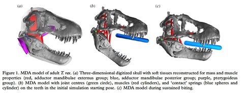 PALAEOBLOG: T. rex Bite Force Calculated