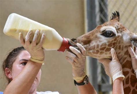 Maryland Zoo Provides Support to Newborn Giraffe | The Maryland Zoo