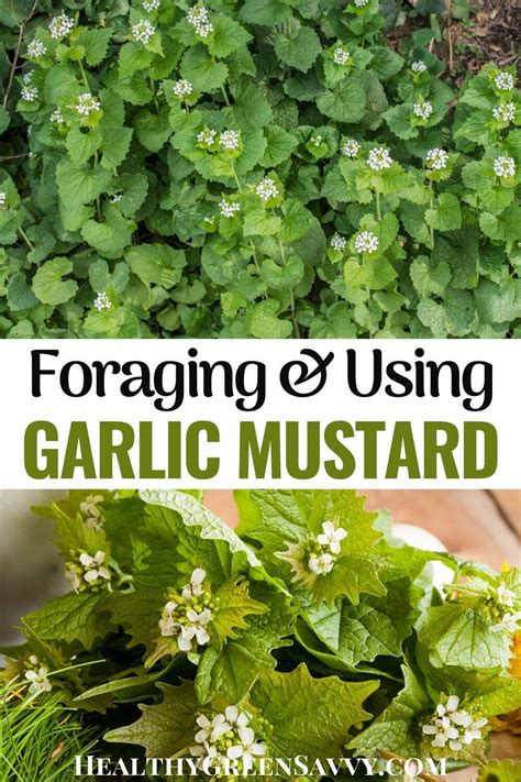 16 Garlic Mustard Recipes & Uses for Garlic Mustard Plant