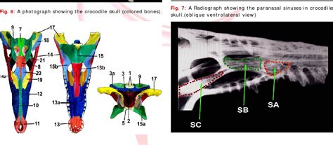 Figure 7 from MORPHOLOGICAL AND RADIOLOGICAL STUDIES ON THE SKULL OF ...