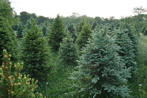 See If You Live Close to the Best Christmas Tree Farm In Your State