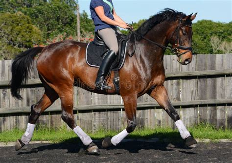 Hanoverian Horse in Dressage Arena Stock Photo - Image of impressive ...