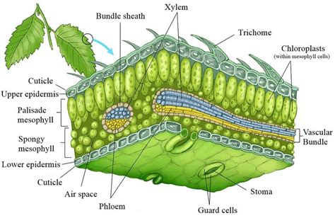 Cell Structure Of A Leaf Stock Illustration Cell Structure Epidermis ...