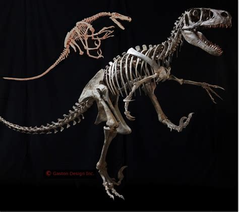 Utahraptor Skeleton | Gaston Design, Inc.