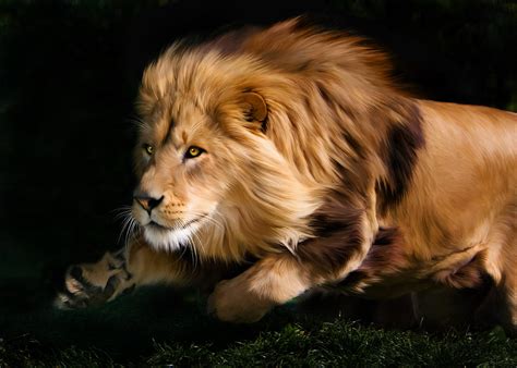 Male Lion Hunting Digital Art by Julie L Hoddinott