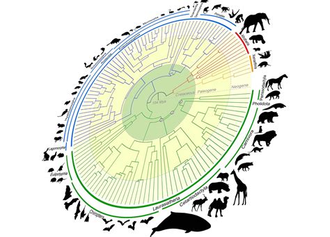 Mammalian Tree of Life Redefined: Genomic Time Machine Traces Back 100 ...