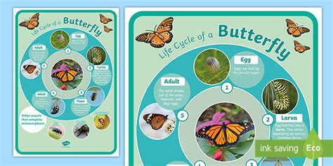 Life Cycle of an Insect KS2 Poster | Minibeast Metamorphosis