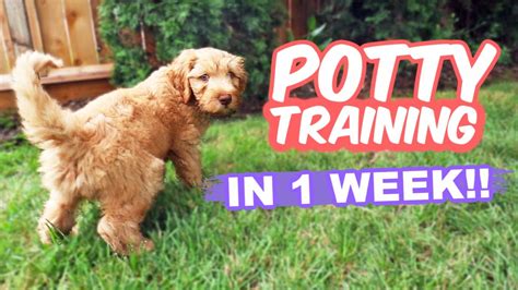 Are Female Dogs Easier To Potty Train? Quick Answer - Chambazone.com