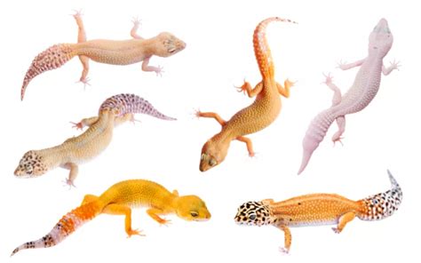 20+ Leopard Gecko Morphs - Rare & Popular Types - Reptile Jam