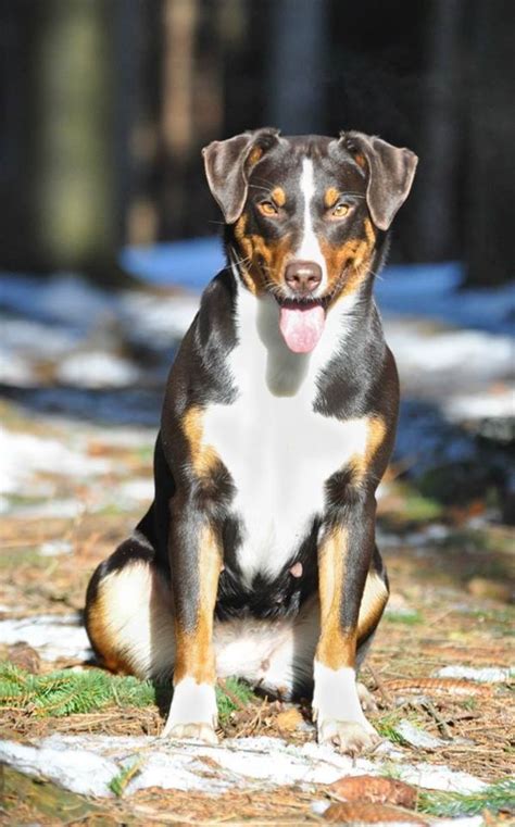 Appenzeller mountain dog excellent puppies