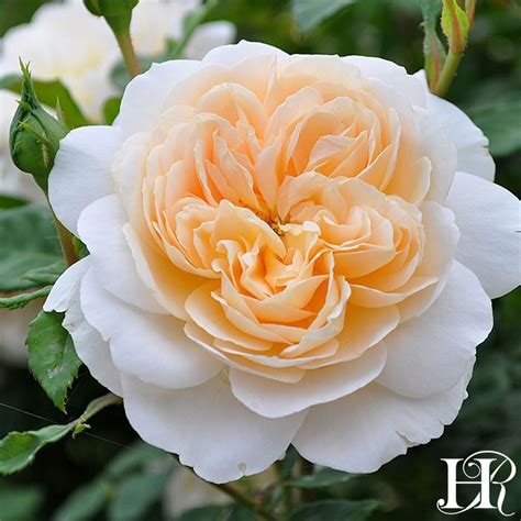 Crocus Rose | Heirloom roses, Flower garden, Rose