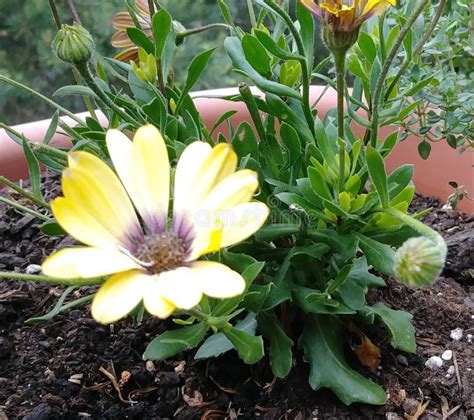 Yellow Daisy in garden stock photo. Image of garden - 118442670