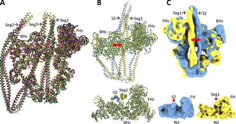 [PDF] Variants of the myosin interacting-heads motif | Semantic Scholar