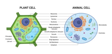 Centrioles Plant Cell