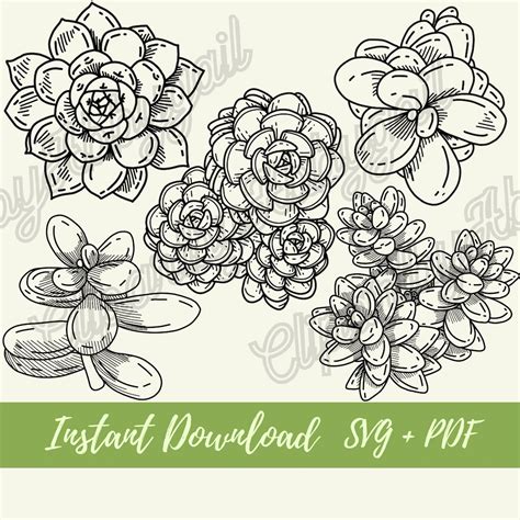 Succulent Svg Bundle Succulent Svg Plant Clipart Botanical Svg Plant ...