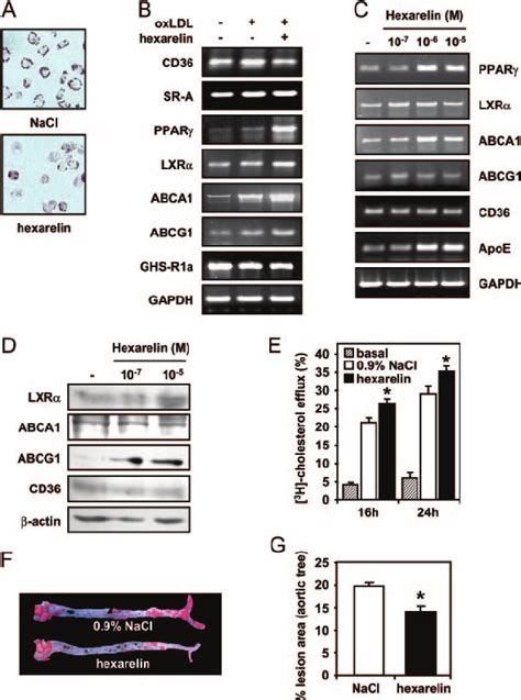 Activation of the PPAR ␥ -LXR ␣ -ABCA1/G1 Pathway in Peritoneal ...