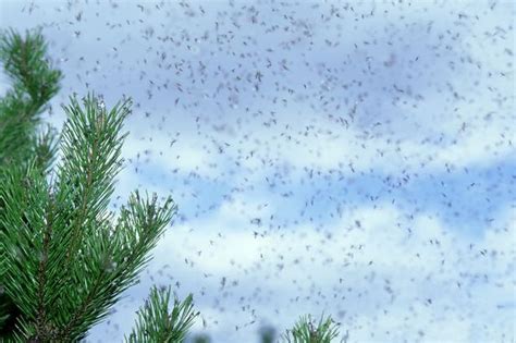 Swarms of flying ants descend on Cambs – what you need to know about ...