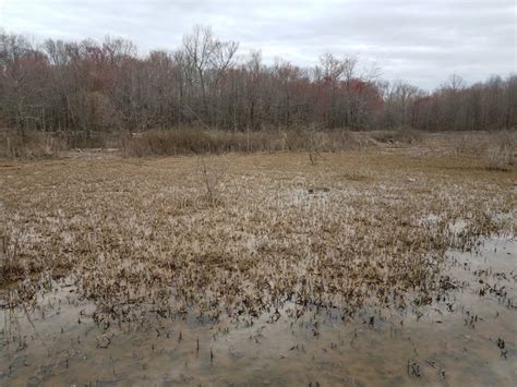 Plants Growing in the Mud and Water in a Swamp Stock Photo - Image of ...