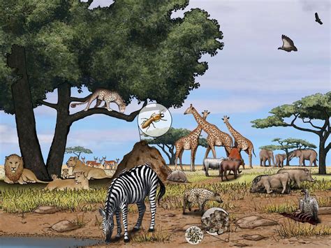 An illustration gallery and information on the African savannah ...