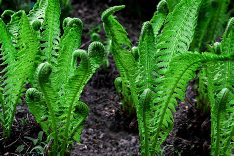 Ostrich Fern Fiddleheads