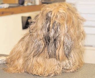 Matted Hair on Your Dog: Making Your Dog Look Great Again