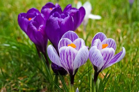 Download Purple Flower Flower Nature Crocus 4k Ultra HD Wallpaper