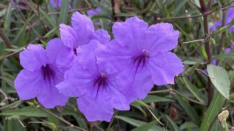 Ruellia Simplex Plants - YouTube