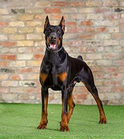 Life of a Doberman Family Protection Dogs at Protection Dogs Worldwide