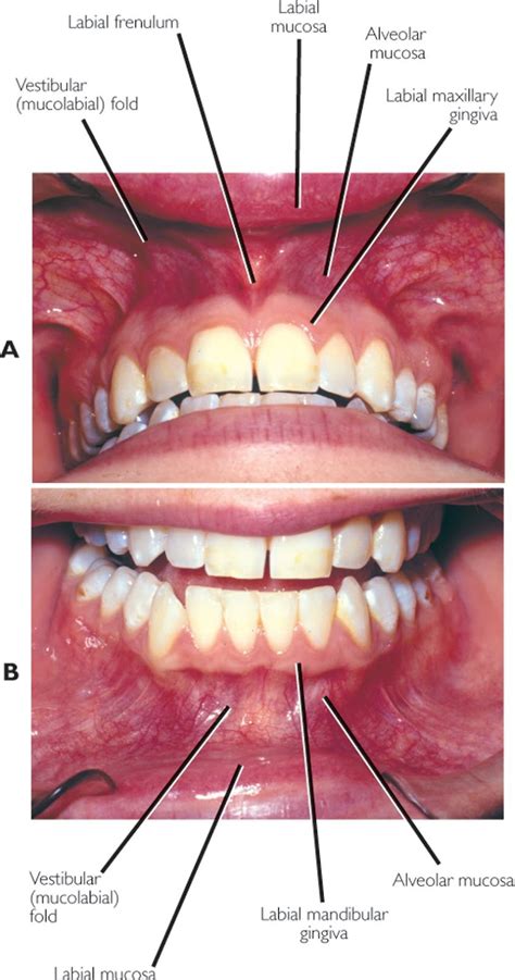 Embry Hills Dental Care Blog: Gum Disease - The Effect On Your Health