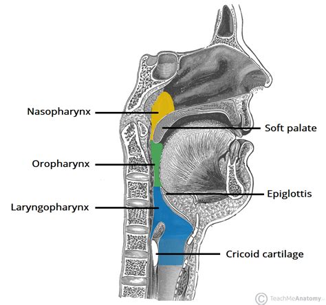 The Pharynx - Subdivisions - Blood Supply - TeachMeAnatomy