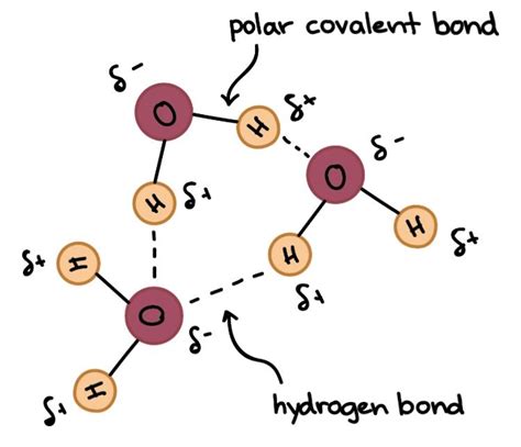 Water has both a hydrogen bond and a polar covalent bond. | Hydrogen ...