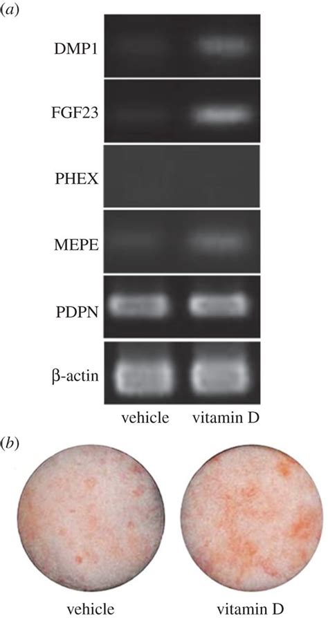 Expression of osteocyte-specific marker genes and the mineralization by ...