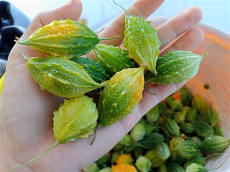 Pare Fruit stock photo. Image of food, leaf, flower - 256472428